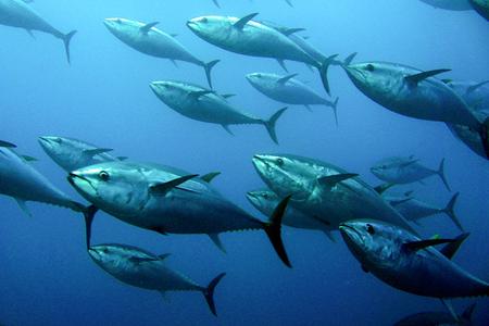 Thon blue water hunting
