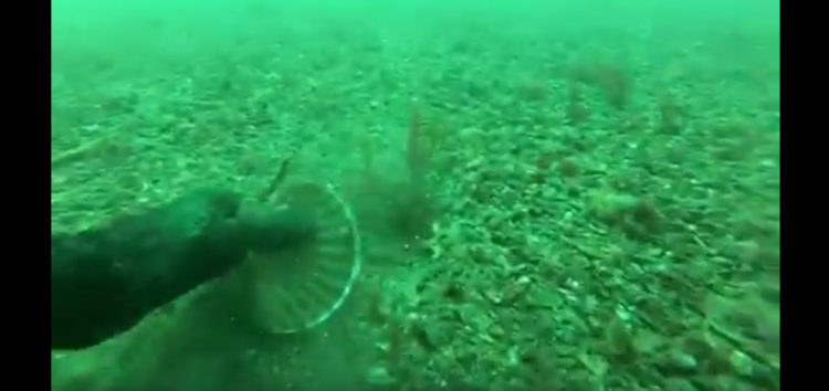 Pêche des mollusques bivalves en rade de Brest et baie de Camaret