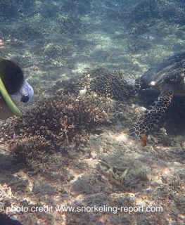 Découvrez et explorez les plus beaux spots de snorkeling avec Snorkeling Report