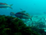 [VIDEO] À la découverte de nouveaux fonds – Chasse sous marine NZ