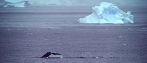 "ANTARCTICA", des images de l'Antartique à couper le souffle ! | Vidéo