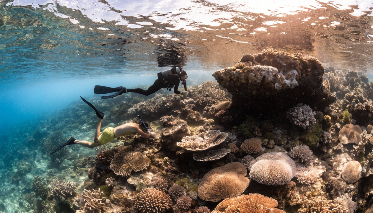 Blogs plongée : 6 blogs francophones à suivre absolument en 2026 - plongee sous-marine