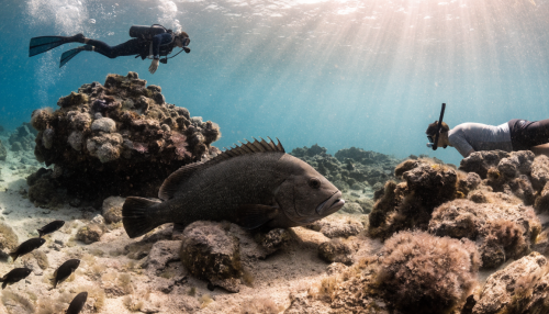 Mérou corse : où plonger et comment l’observer avec éthique - plongee sous-marine