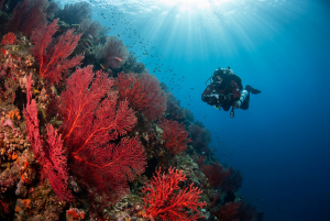Plongée dans la réserve marine de Cerbère-Banyuls : spots, faune et conseils Plongeur devant un tombant de gorgones et corail rouge, réserve de Cerbère-Banyuls