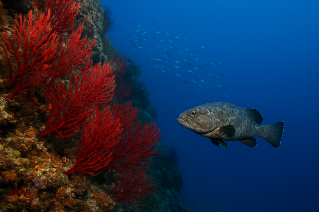 Tombant à gorgones rouges et mérou au Cap Corse en Haute-Corse