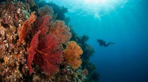 Plongee en Mediterranee : les meilleurs spots - plongee sous-marine